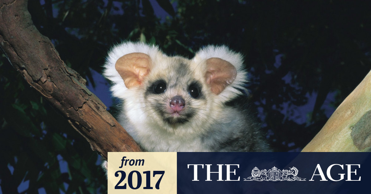Scientists warn greater glider faces extinction and want it protected